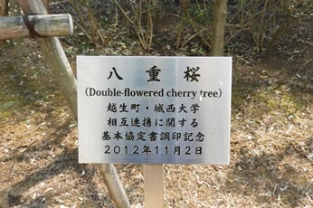 越生町八重桜