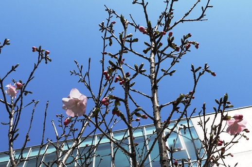八重桜