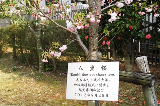 20180404連携桜-1