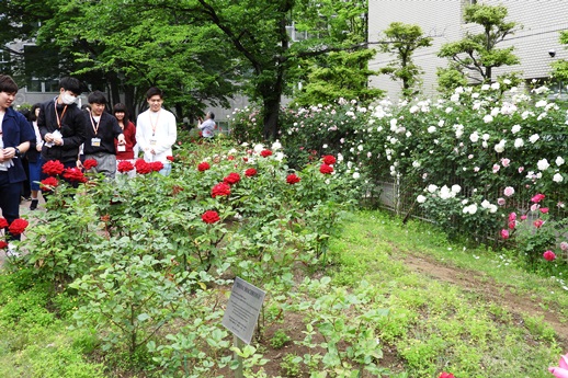 20180507ローズガーデン-4