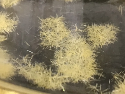 YK早期 結晶 YK早期 結晶