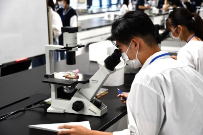 細胞観察の様子