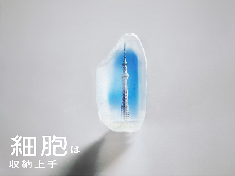 細胞は収納上手