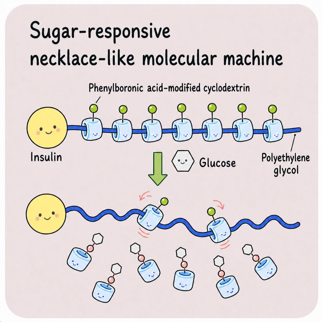 Image of a sugar-responsive necklace-like molecular machine