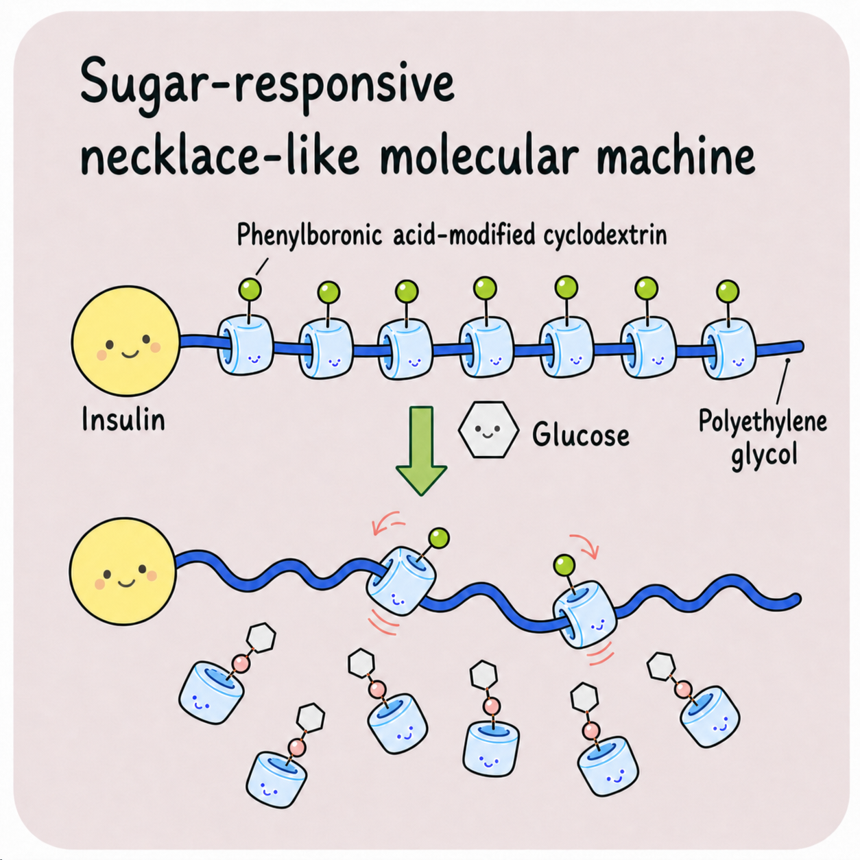 Image of a sugar-responsive necklace-like molecular machine
