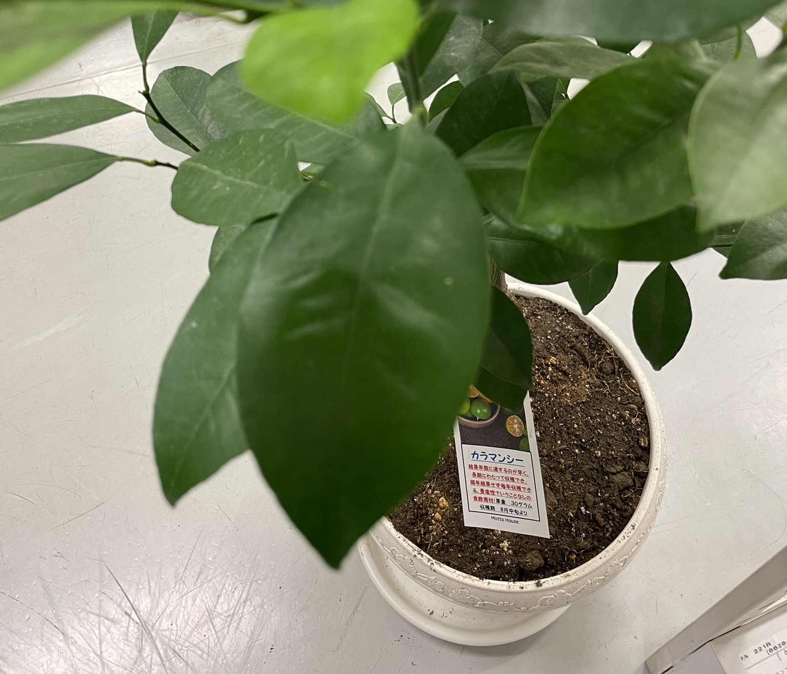 カラマンシーはじめました